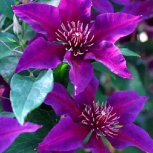 25 Dark Purple Pink Clematis Bloom Flowers Flower Perennial Seeds | www.seedsplantworld.com