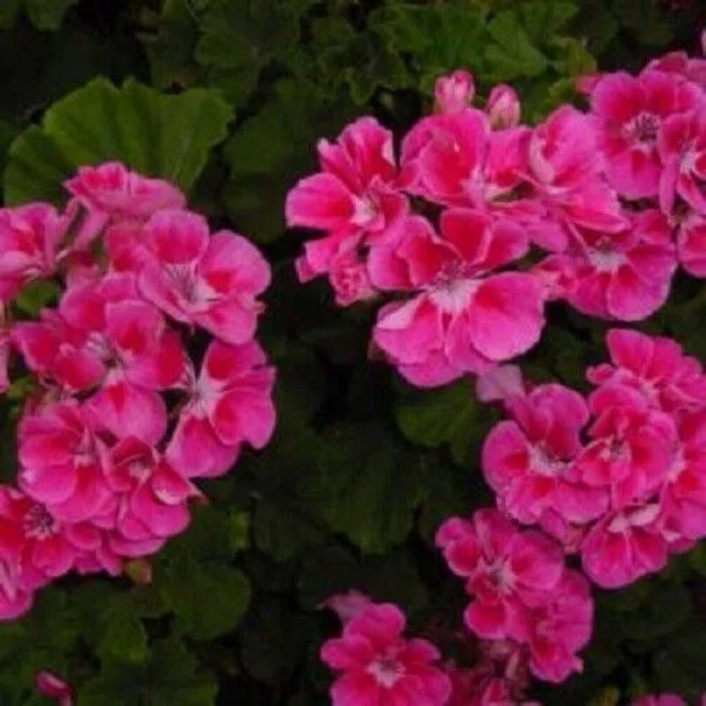 10 Bright Pink Geranium Hanging Basket Flowers Flower Perennial Seeds | www.seedsplantworld.com