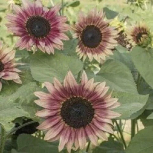 25 Strawberry Blonde Sunflower Flowers Flower Bloom Perennial Seeds | www.seedsplantworld.com