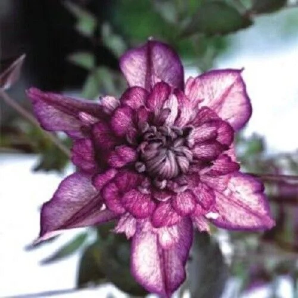 25 Double Dark Purple Clematis Bloom Climbing Flowers Perennial Seeds | www.seedsplantworld.com