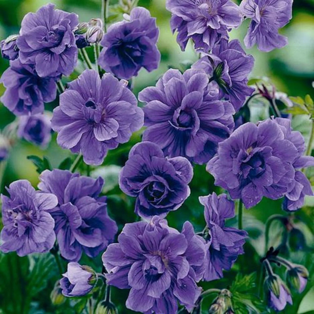 10 Double Purple Geranium Flowers Flower Perennial Seeds | www.seedsplantworld.com