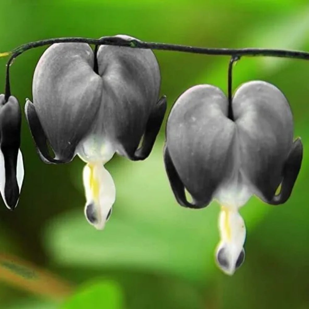 25 Light Gray Bleeding Heart Dicentra Spectabilis Shade Flower Garden Perennial Seeds | www.seedsplantworld.com