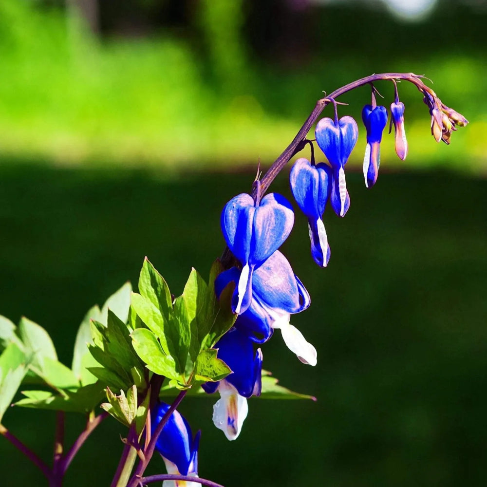 25 Bright Blue Bleeding Heart Dicentra Spectabilis Shade Flower Garden Perennial Seeds | www.seedsplantworld.com