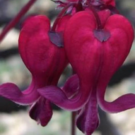 25 Dark Red Bleeding Heart Dicentra Spectabilis Shade Flower Garden Perennial Seeds | www.seedsplantworld.com