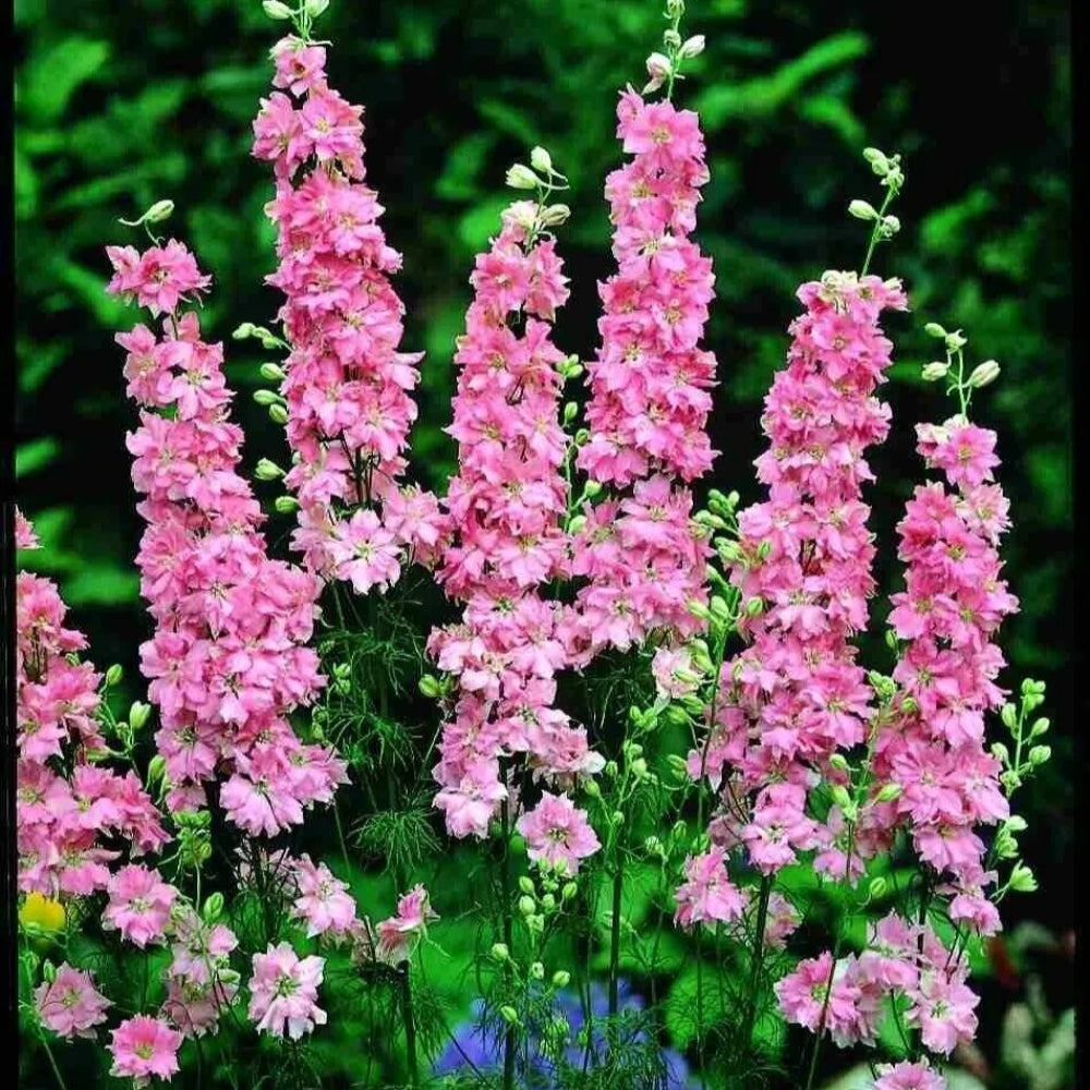 50 Salmon Delphinium Garden Flower Bloom Flowers Perennial Seeds | www.seedsplantworld.com