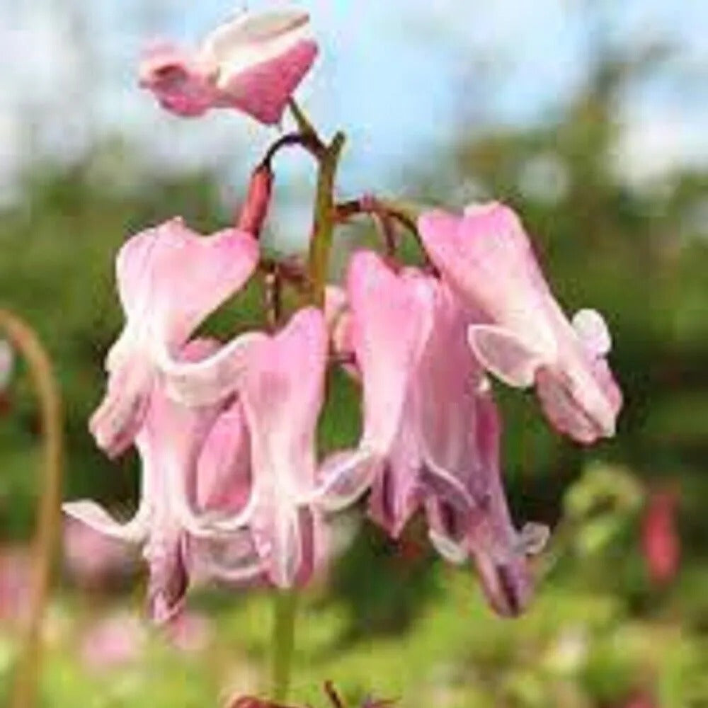 25 Amore Pink Bleeding Heart Dicentra Spectabilis Shade Flower Garden Perennial Seeds | www.seedsplantworld.com