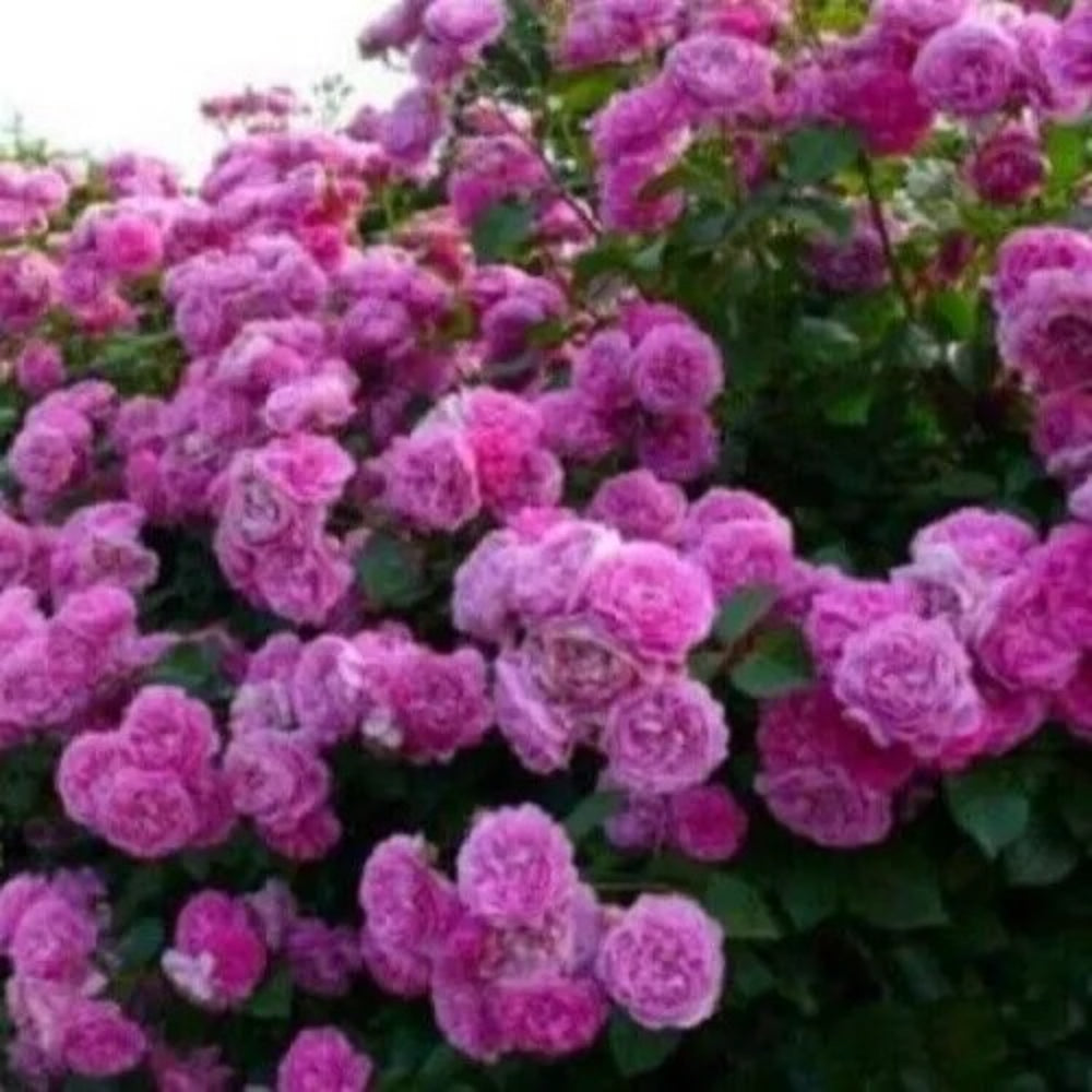 10 Climbing Purple Rose Flower Bush Shrub Flowers Perennial Seeds | www.seedsplantworld.com