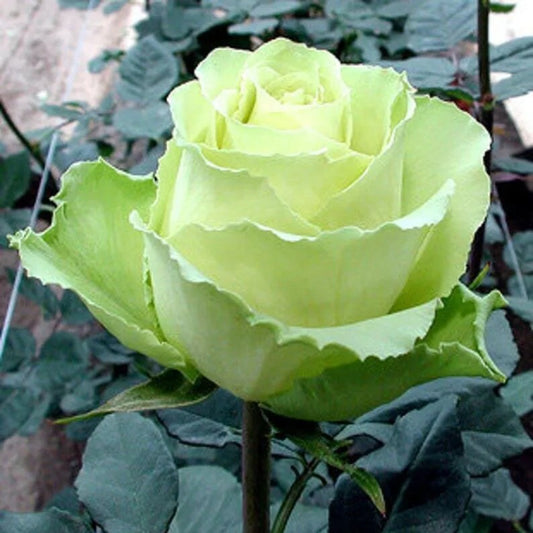 10 Light Green Rose Flower Bush Blooms Shrub Flowers Perennial Seeds | www.seedsplantworld.com