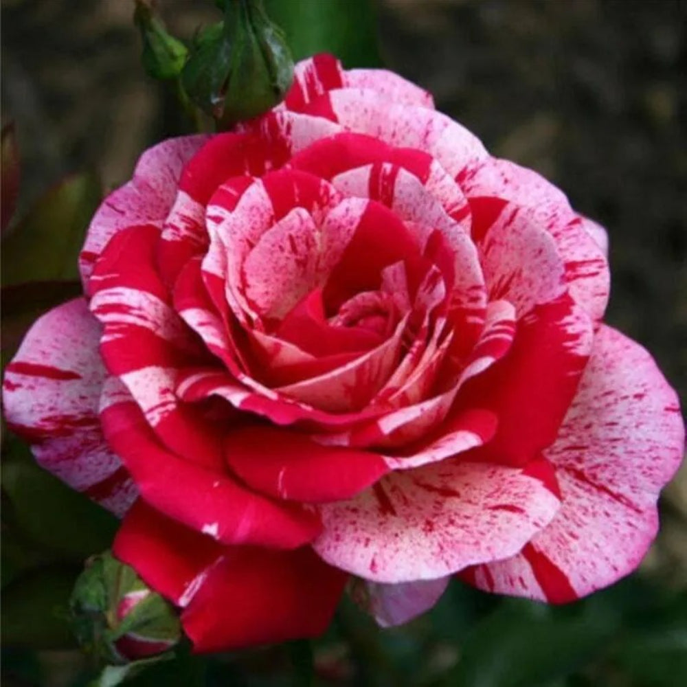 10 Pink Red Rose Flower Bush Shrub Flowers Perennial Seeds | www.seedsplantworld.com