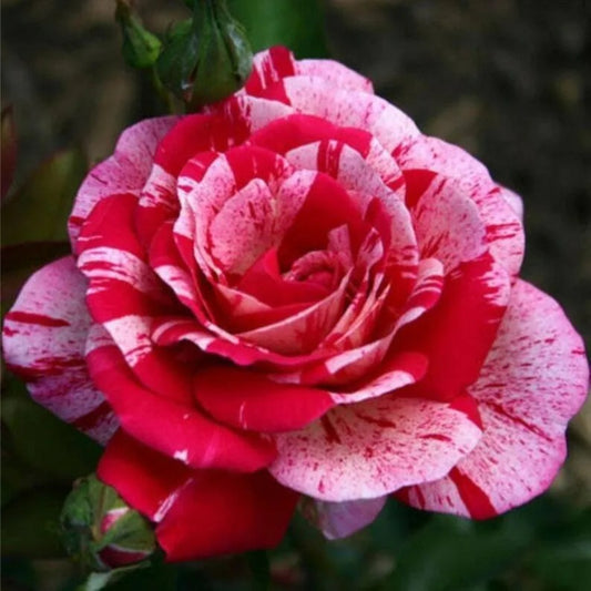 10 Pink Red Rose Flower Bush Shrub Flowers Perennial Seeds | www.seedsplantworld.com