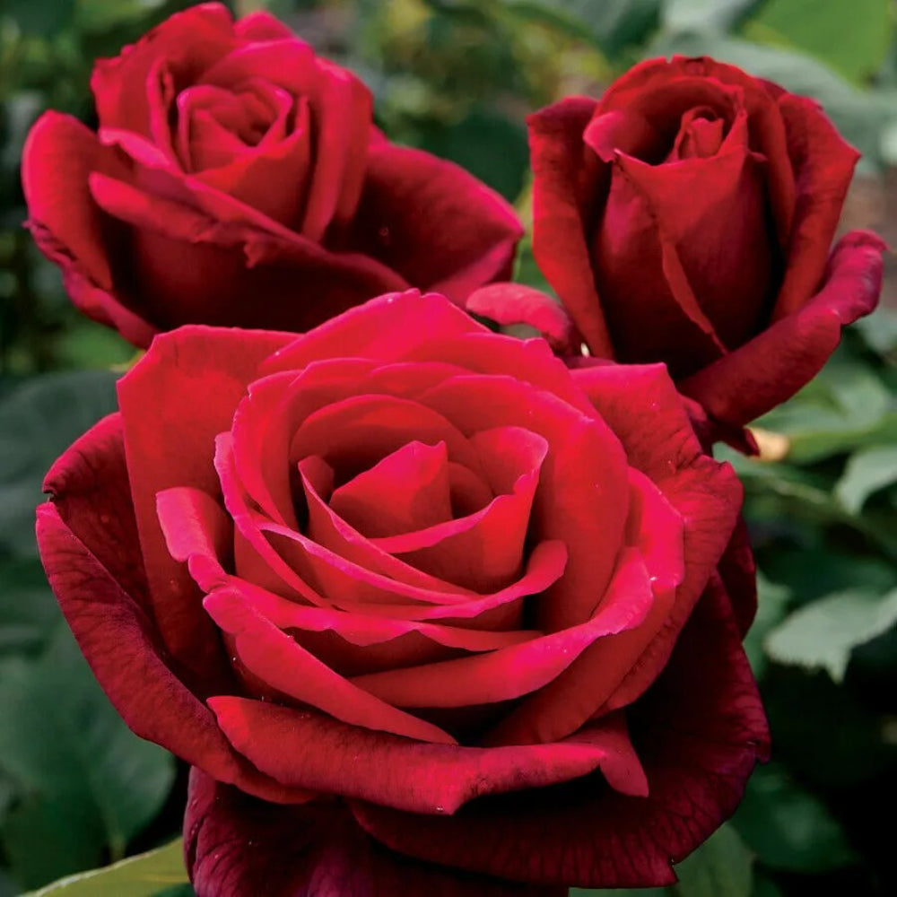 10 Double Red Rose Flower Bush Shrub Flowers Perennial Seeds | www.seedsplantworld.com