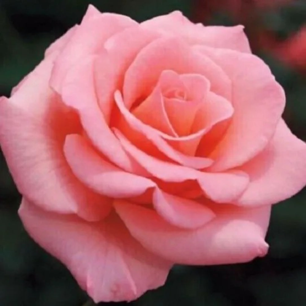 10 Light Pink Rose Flower Bush Shrub Flowers Perennial Seeds ...