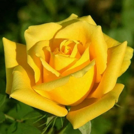 10 Bright Yellow Rose Flower Bush Shrub Flowers Perennial Seeds | www.seedsplantworld.com