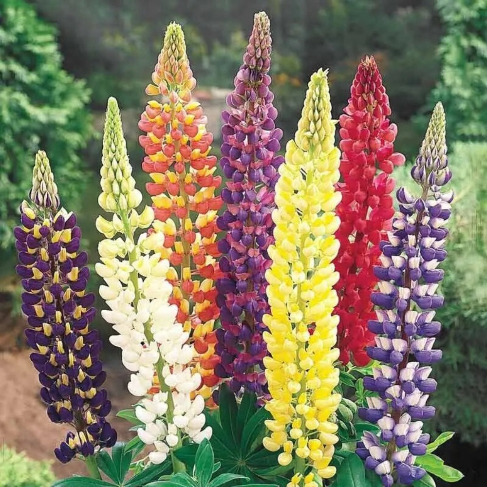 25 Mixed Dwarf Lupine Flower Flowers Hardy Perennial Seeds | www.seedsplantworld.com