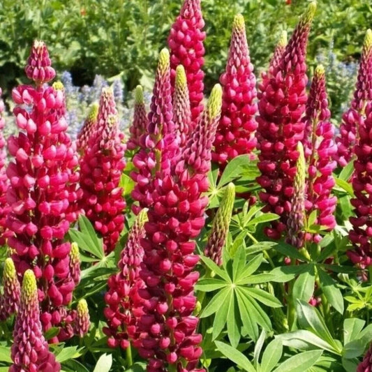 25 My Castle Lupine Flower Flowers Hardy Perennial Seeds | www.seedsplantworld.com