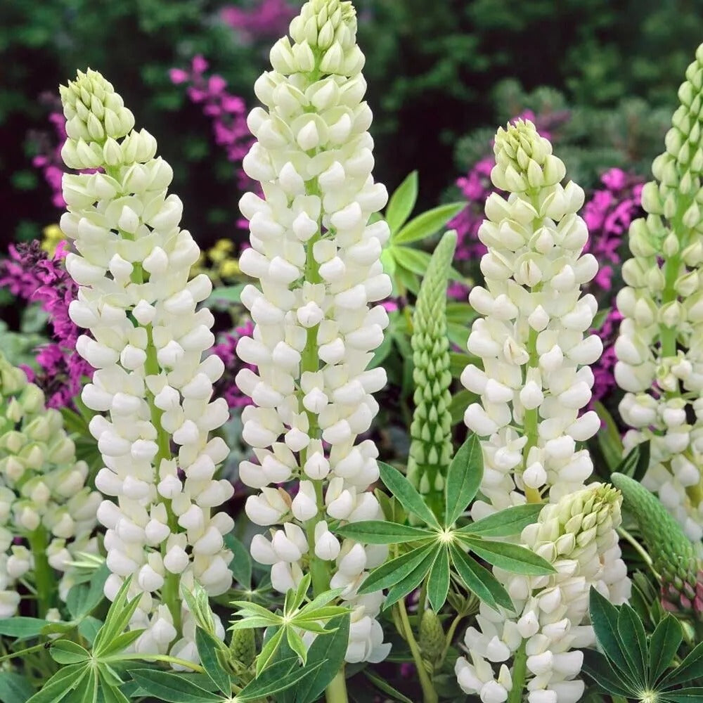 25 Noble Maiden Lupine Flower Flowers Hardy Perennial Seeds | www.seedsplantworld.com