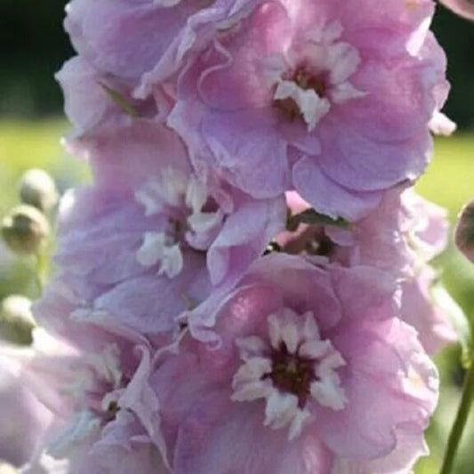 50 Cherry Blosso Delphinium Garden Flower Bloom Flowers Perennial Seeds | www.seedsplantworld.com