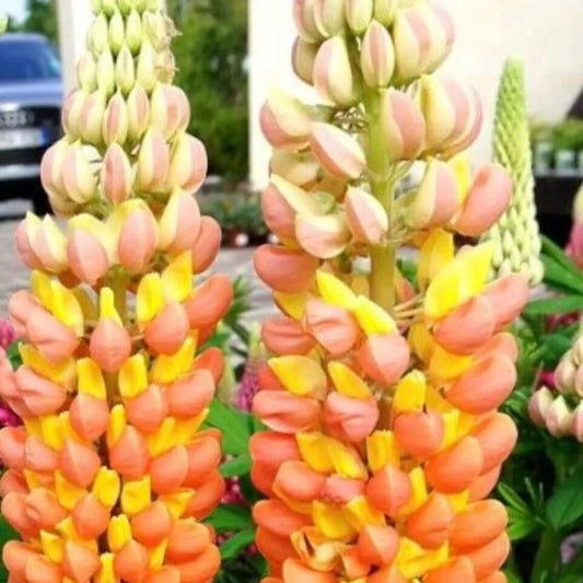 25 Orange Yellow Lupine Flower Flowers Hardy Perennial Seeds | www.seedsplantworld.com