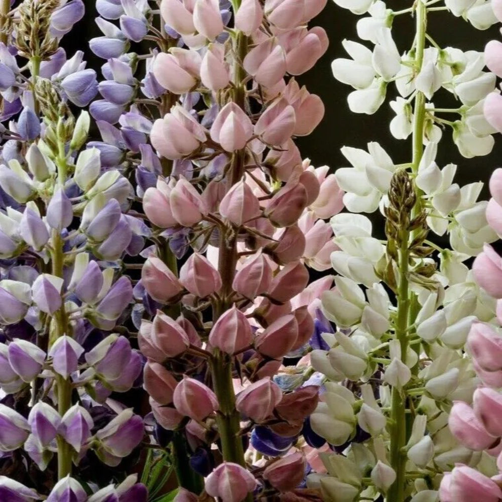 25 Pastels Mix Lupine Flower Flowers Hardy Perennial Seeds | www.seedsplantworld.com