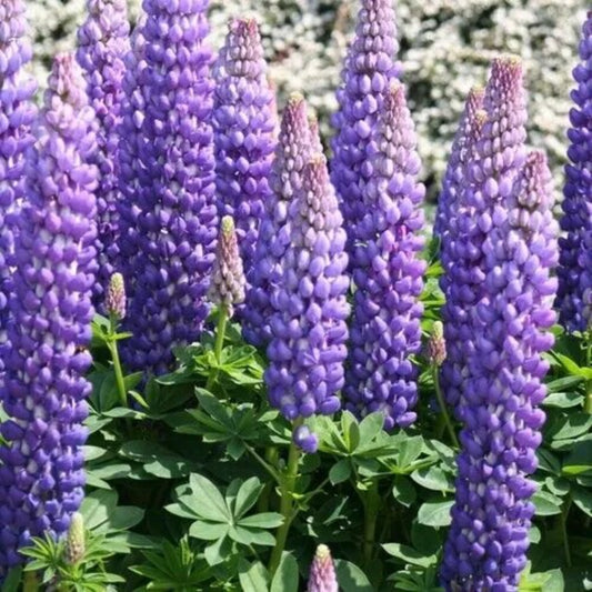 25 Persian Slipper Lupine Flower Flowers Hardy Perennial Seeds | www.seedsplantworld.com