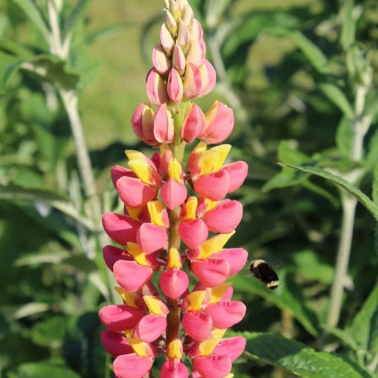 25 Pink Yellow Lupine Flower Flowers Hardy Perennial Seeds | www.seedsplantworld.com