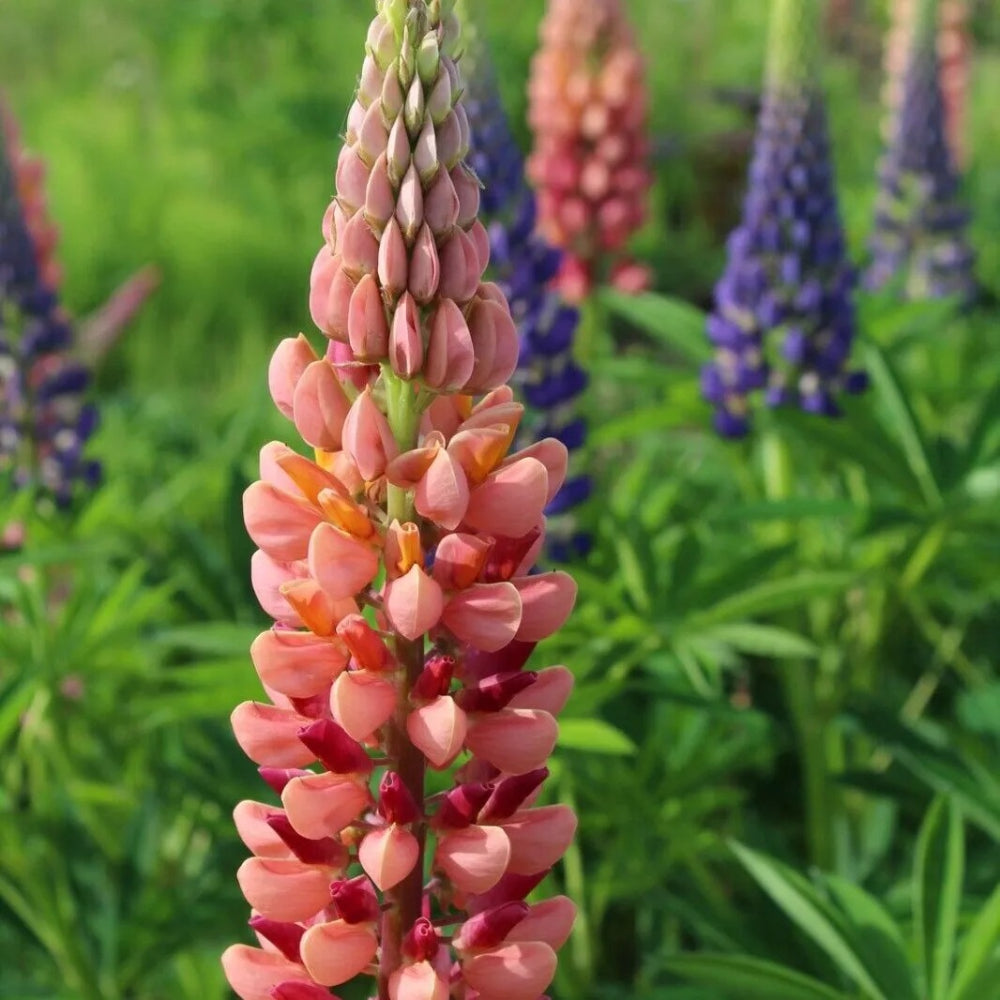 25 Pink Peach Lupine Flower Flowers Hardy Perennial Seeds | www.seedsplantworld.com