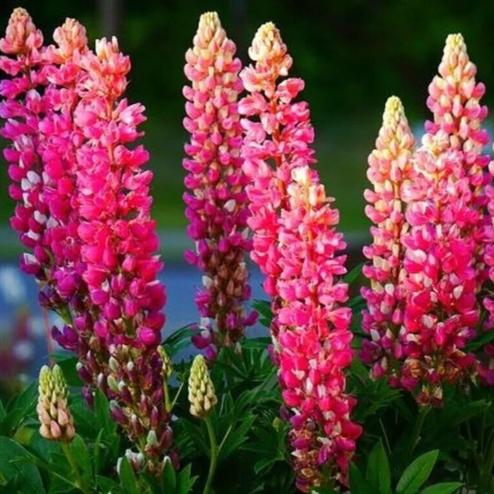 25 Pink Purple Orange Lupine Flower Flowers Hardy Perennial Seeds | www.seedsplantworld.com