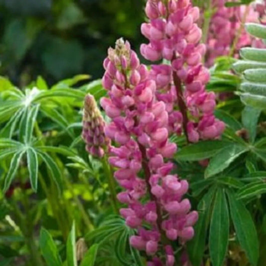 25 Popsicle Pink Lupine Flower Flowers Hardy Perennial Seeds | www.seedsplantworld.com