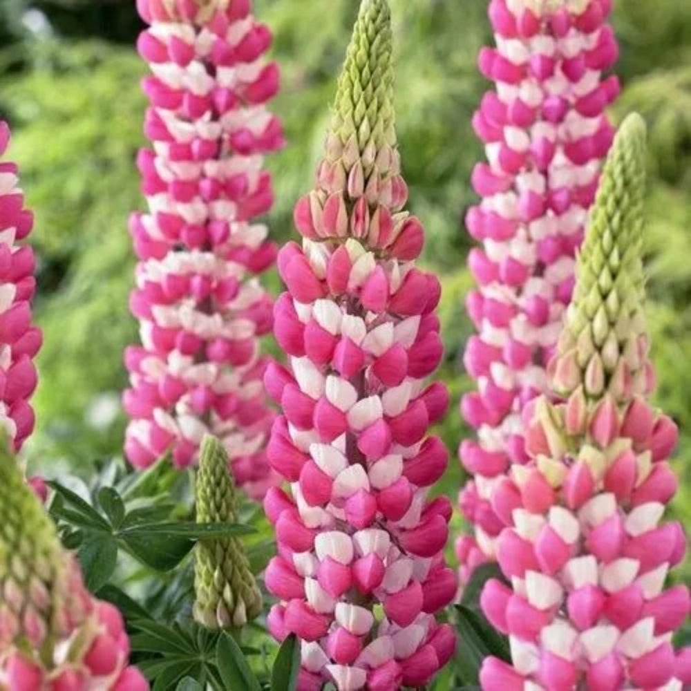 25 Popsicle Yellow Lupine Flower Flowers Hardy Perennial Seeds | www.seedsplantworld.com