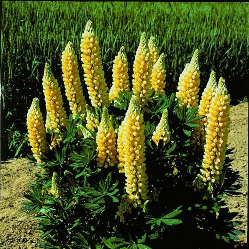 25 Rachel De Thame Lupine Flower Flowers Hardy Perennial Seeds | www.seedsplantworld.com