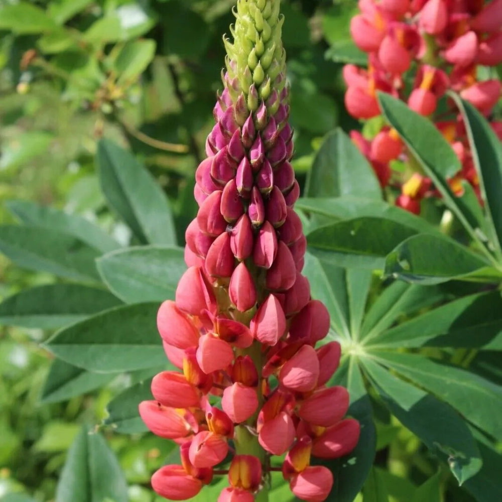 25 Red Pink Lupine Flower Flowers Hardy Perennial Seeds | www.seedsplantworld.com