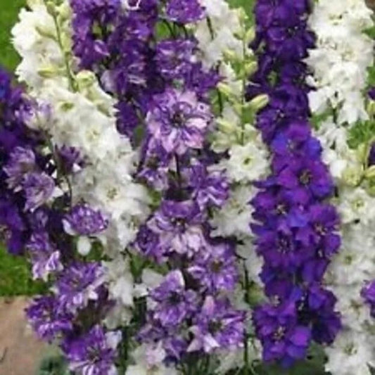 50 Connecticut Yankee Delphinium Garden Flower Flowers Perennial Seeds | www.seedsplantworld.com