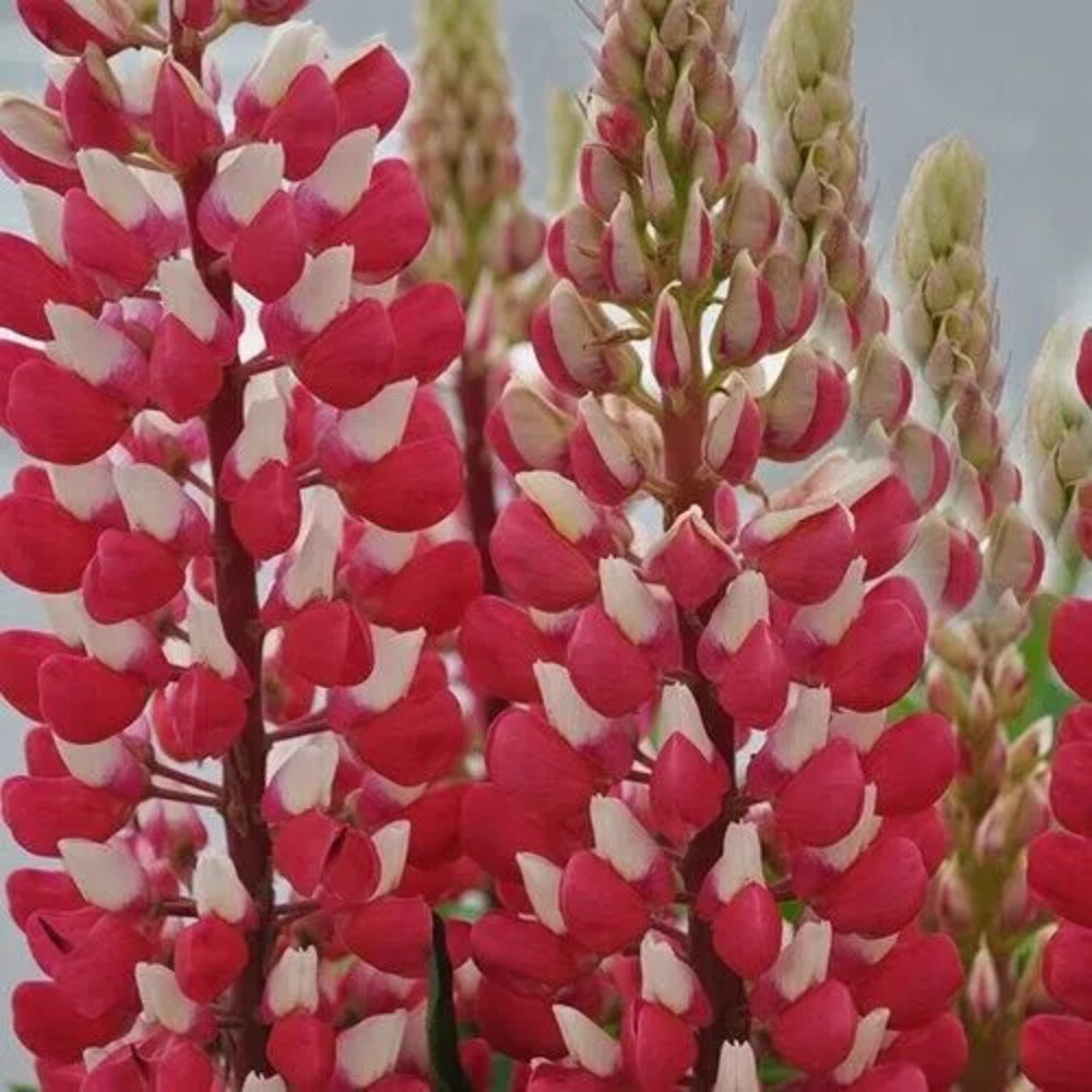 25 Red White Lupine Flower Flowers Hardy Perennial Seeds | www.seedsplantworld.com