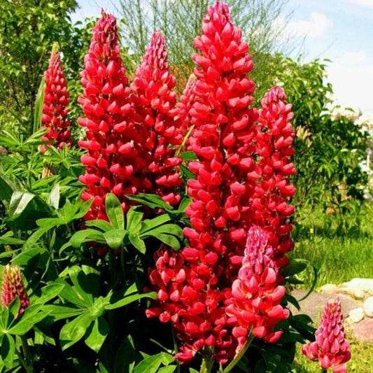 25 Red Flame Lupine Flower Flowers Hardy Perennial Seeds | www.seedsplantworld.com