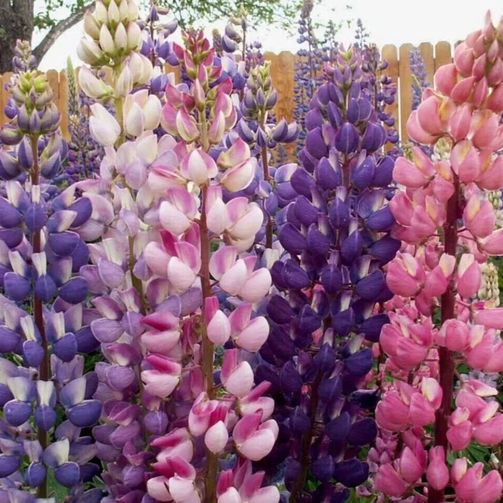 25 Russell Blend Lupine Flower Flowers Hardy Perennial Seeds | www.seedsplantworld.com