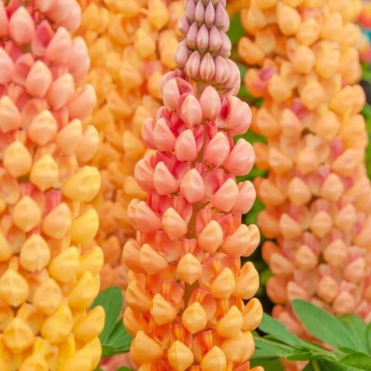 25 Salmon Star Lupine Flower Flowers Hardy Perennial Seeds | www.seedsplantworld.com