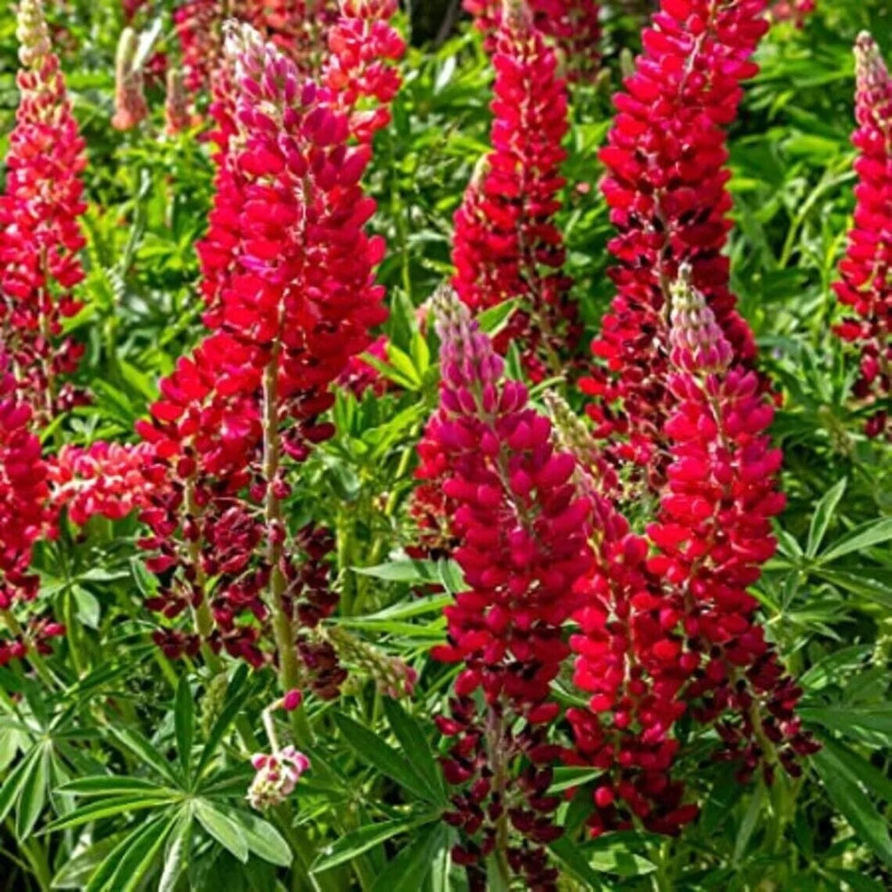 25 Scarlet Lupine Flower Flowers Hardy Perennial Seeds | www.seedsplantworld.com