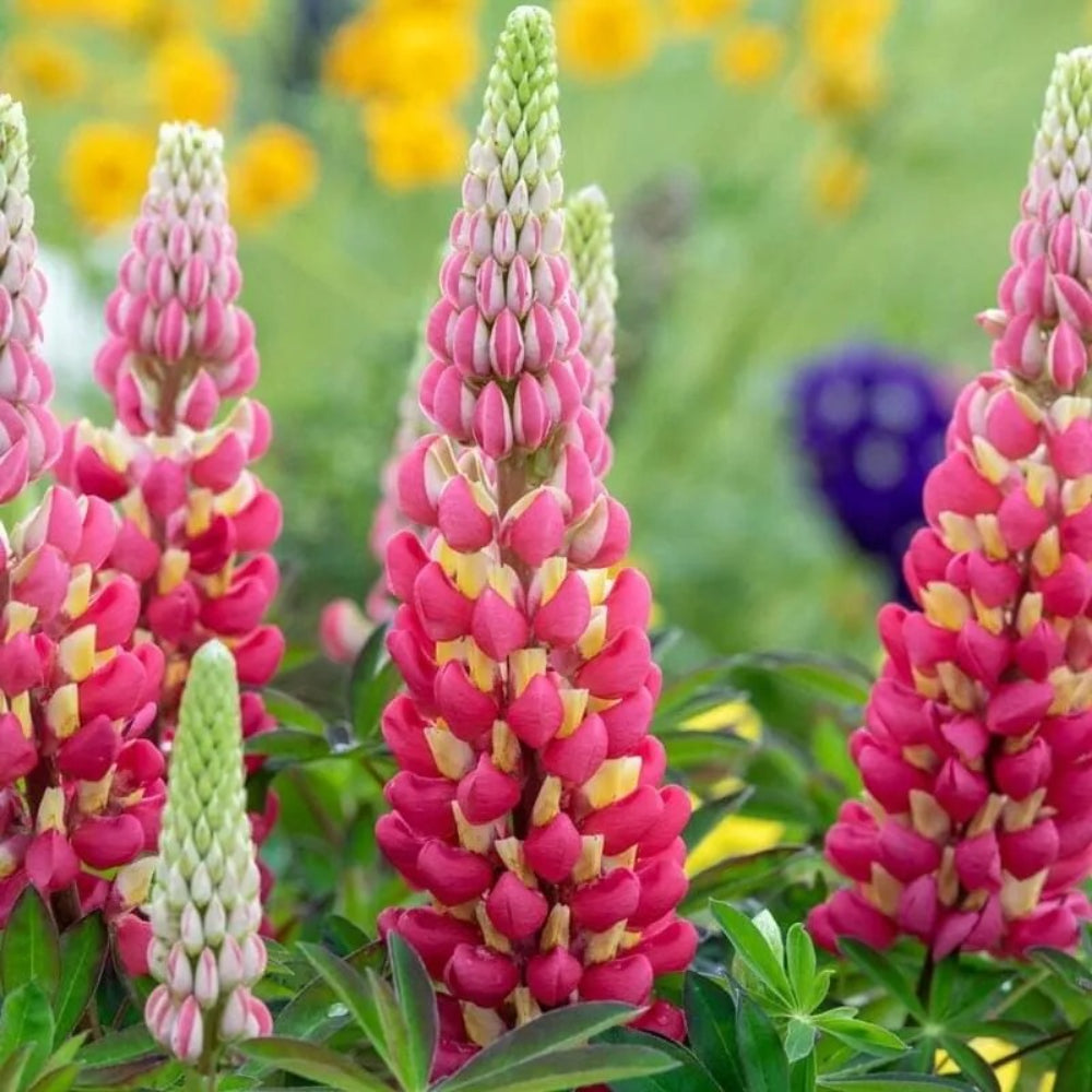 25 Tequila Flame Lupine Flower Flowers Hardy Perennial Seeds | www.seedsplantworld.com