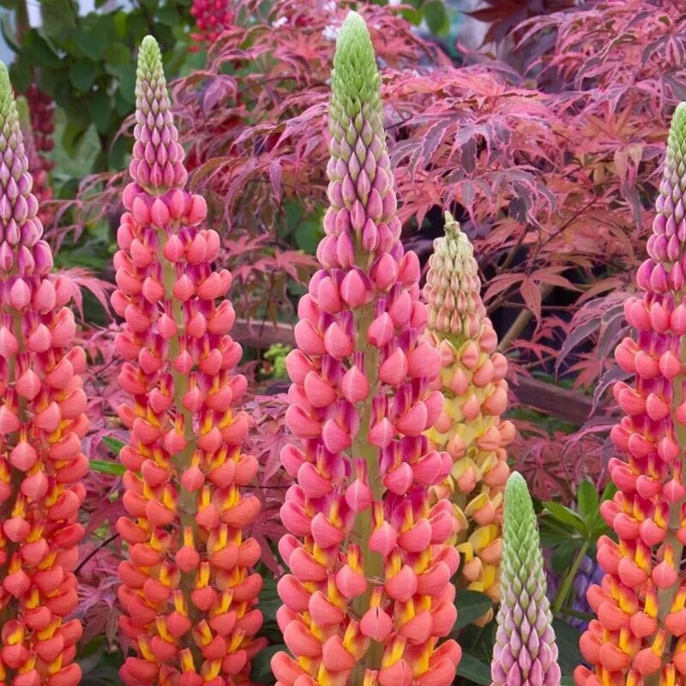 25 Terracotta Lupine Seeds Flower Flowers Hardy Perennial Seeds | www.seedsplantworld.com