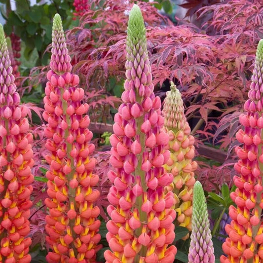 25 Terracotta Lupine Seeds Flower Flowers Hardy Perennial Seeds | www.seedsplantworld.com