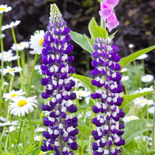 25 The Governor Lupine Flower Flowers Hardy Perennial Seeds | www.seedsplantworld.com