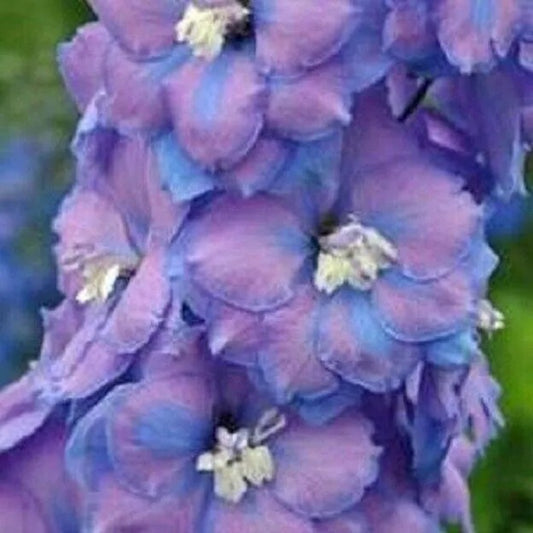 50 Fancy Delphinium Garden Flower Bloom Flowers Perennial Seeds | www.seedsplantworld.com