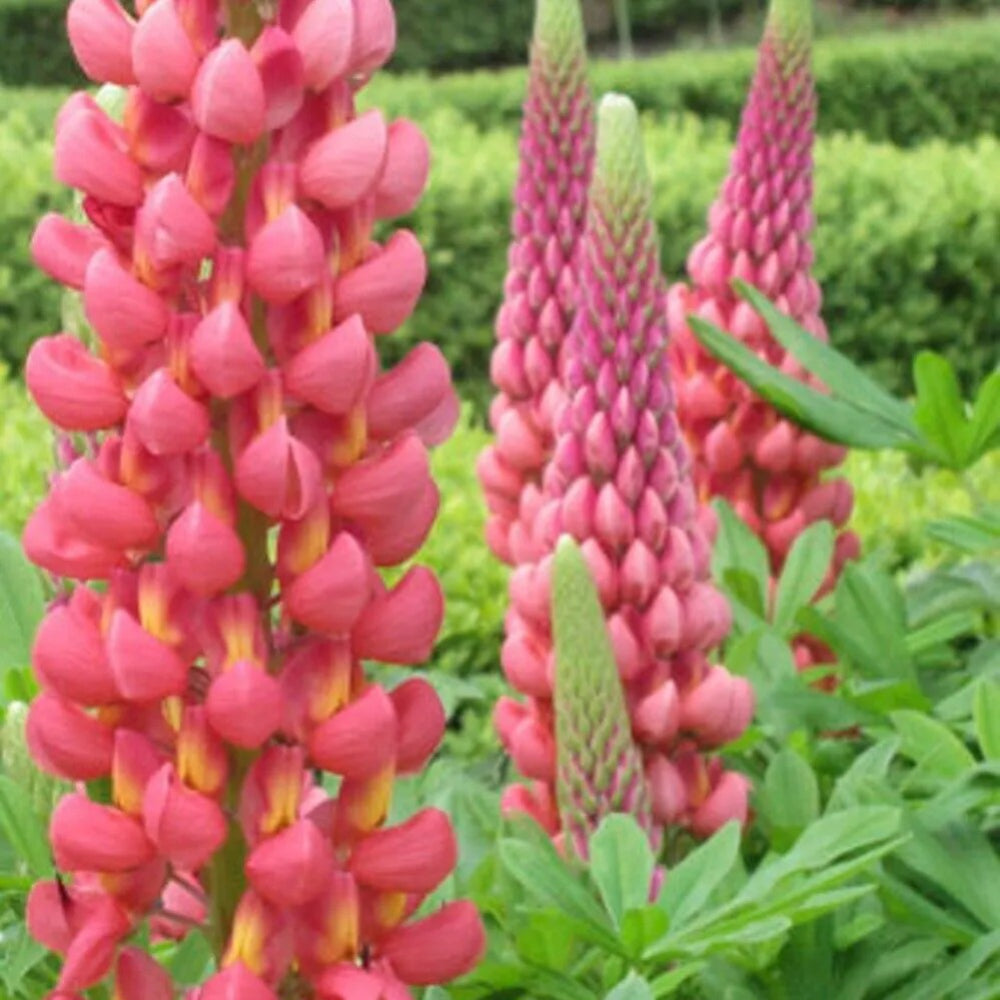 25 Towering Infero Lupine Flower Flowers Perennial Seeds | www.seedsplantworld.com