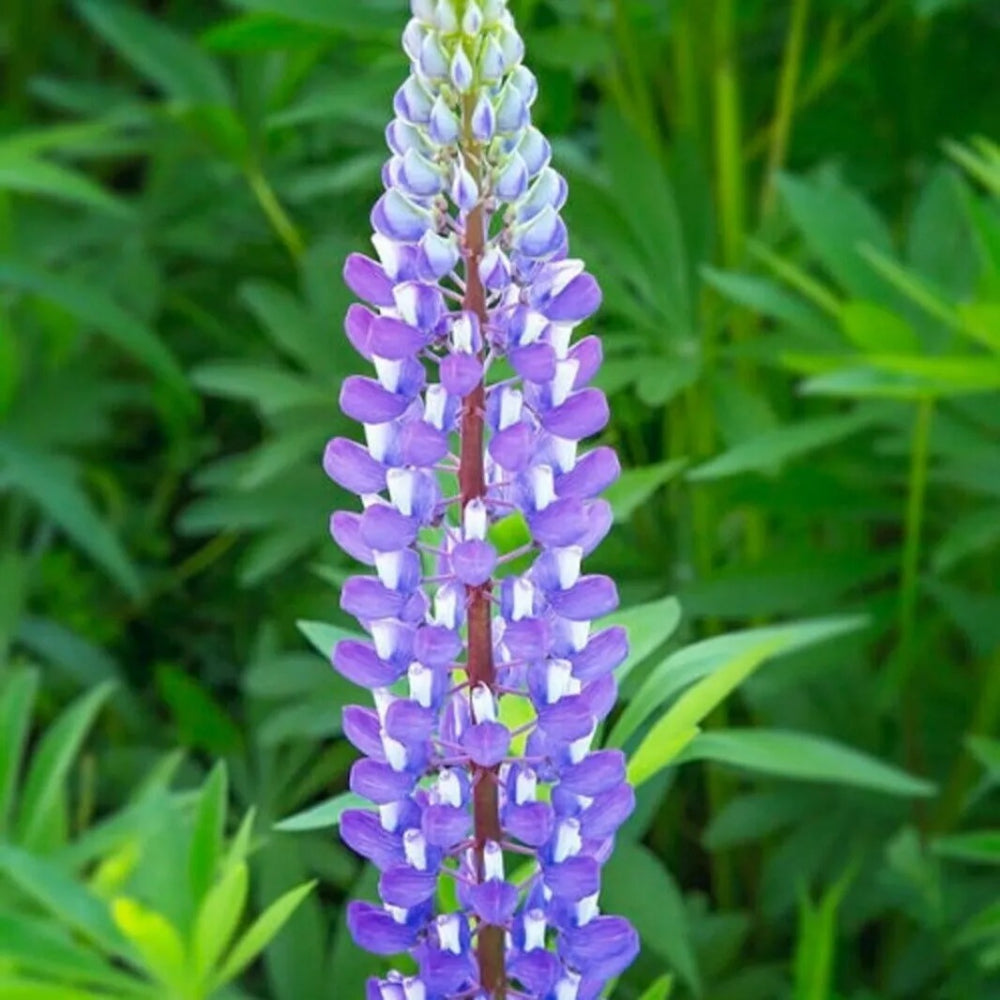 25 Violet Lupine Flower Flowers Hardy Perennial Seeds | www.seedsplantworld.com