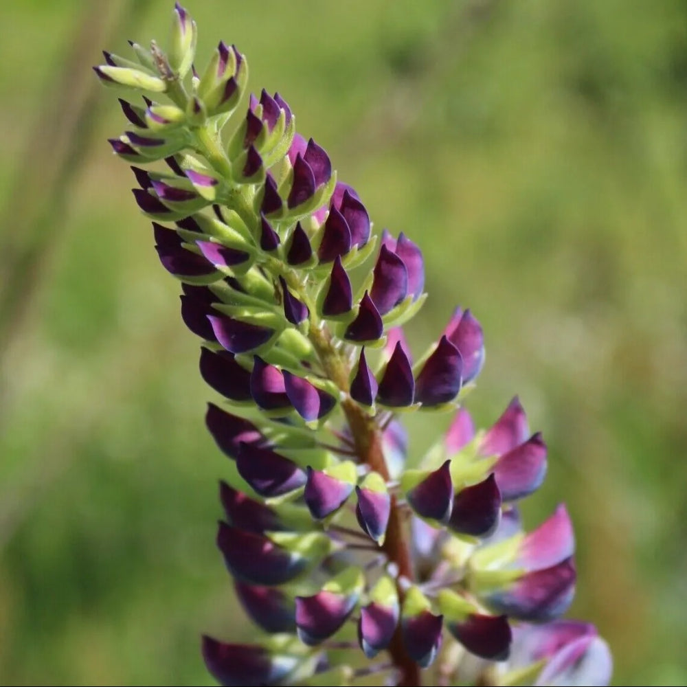 25 Willamette Valley Lupine Flower Flowers Perennial Seeds | www.seedsplantworld.com