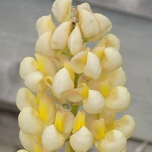 25 Yellow White Lupine Flower Flowers Hardy Perennial Seeds | www.seedsplantworld.com