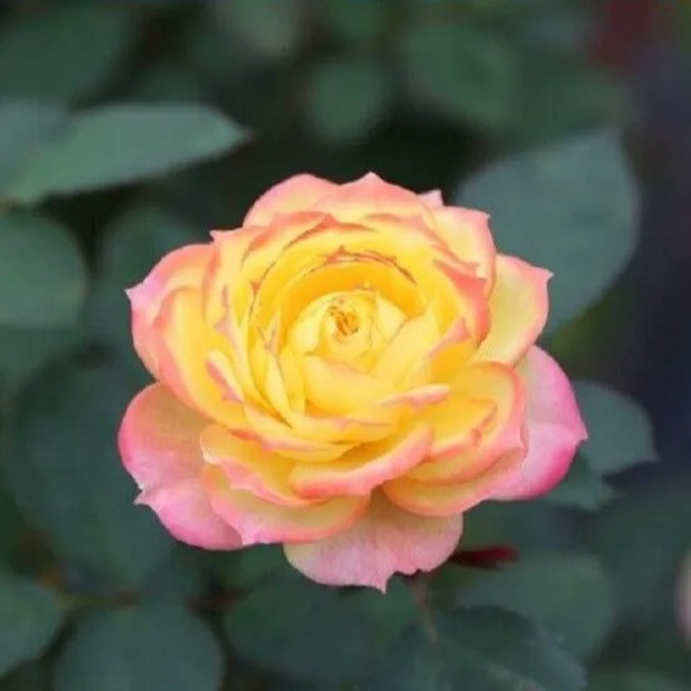 10 Yellow Pink Rose Flower Bush Shrub Flowers Perennial Seeds | www.seedsplantworld.com