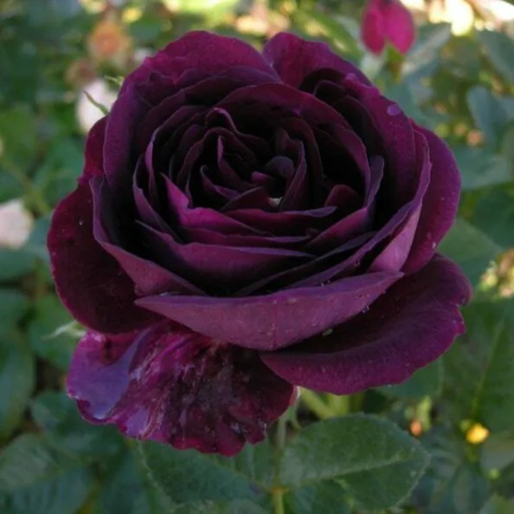 10 Dark Purple Rose Flower Bush Shrub Flowers Perennial Seeds | www.seedsplantworld.com