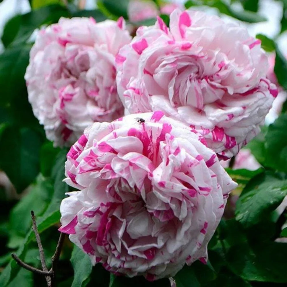 10 Double Pink White Rose Flower Bush Shrub Flowers Perennial Seeds | www.seedsplantworld.com