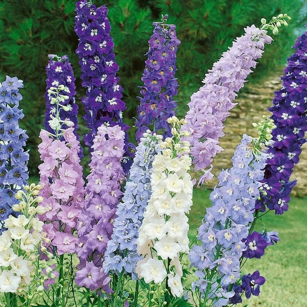 50 Crystal Mix Delphinium Garden Flower Bloom Flowers Perennial Seeds | www.seedsplantworld.com